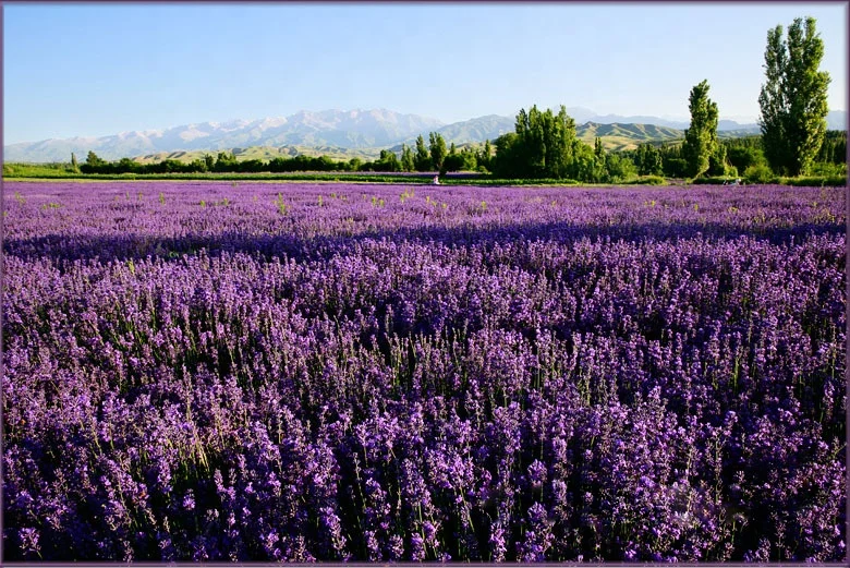 Hot sell fragrant organic dried lavender flowers for home decor