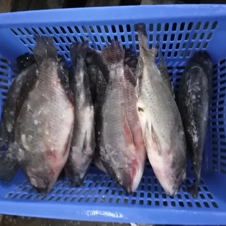 
chinese frozen fish 500-800g 