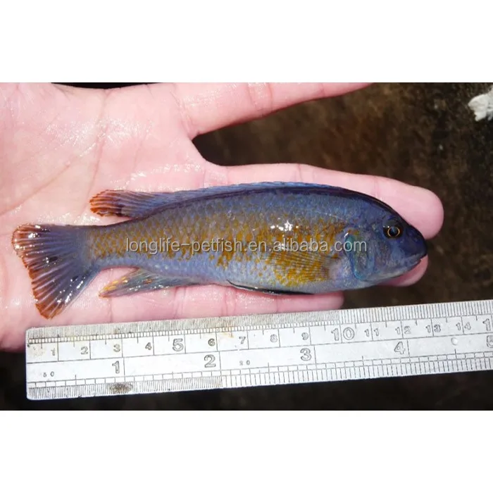 
Nice Labeotropheus Fuelleborni Katale For Sale 