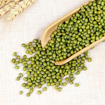 High Germination Rate Common Cultivation Sprouting Green Mung Beans