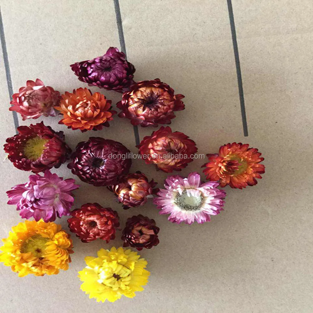 Dried Straw flowers herb flower bloom head