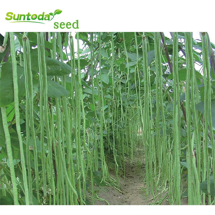 
Yard Long green vegetable cowpea Asparagus bean seeds 1kg/bag 