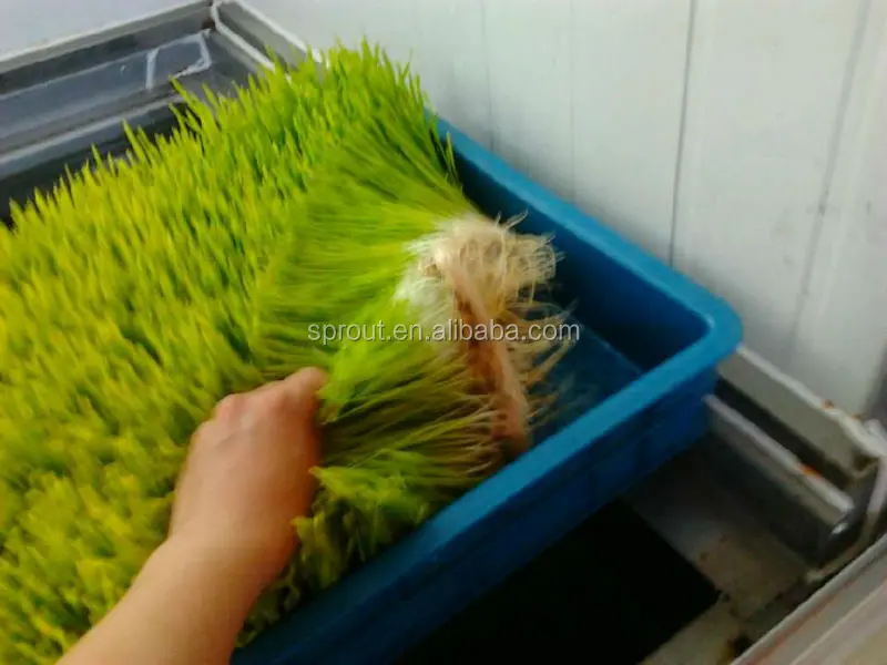 Гидропонная кормовая машина