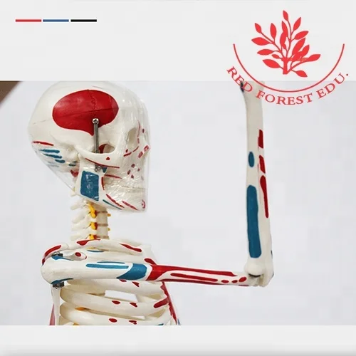 Muscle origins (red) and insertions (blue) in half body 85cm human artificial skeleton