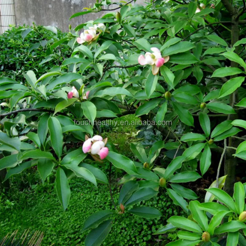 
 2021 семян мангиерии инсиглиса хорошего качества  