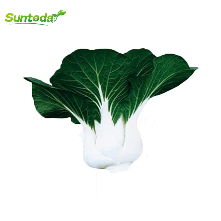 
harvester improve seedlings pakchoy Chinese vegetable cabbage seeds 1kg/bag 