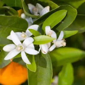 Luxury Designer Branded Perfume Oil Bulk Neroli Orange Blossom Fragrance Oil For Perfume Spray Making