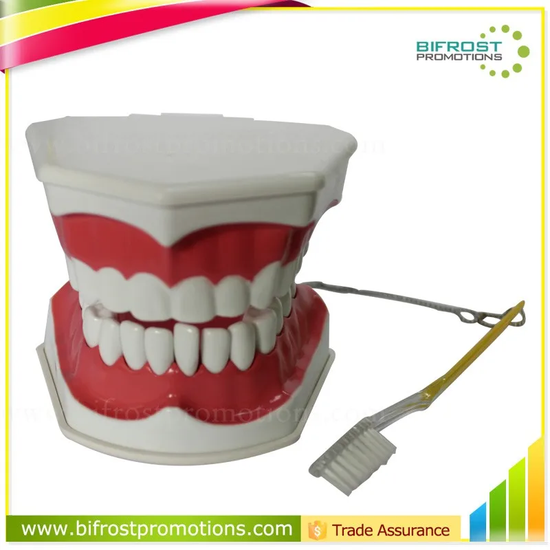 Handmade Plastic Dental Jaws Human Teeth Model