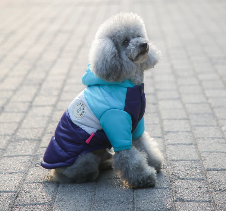 
accessories for dogs and cats 