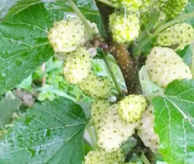 
400 seeds NON-GMO white mulberry seeds for planting 