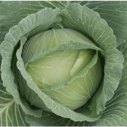 High quality hybrid cabbage seeds with competitive price for sale