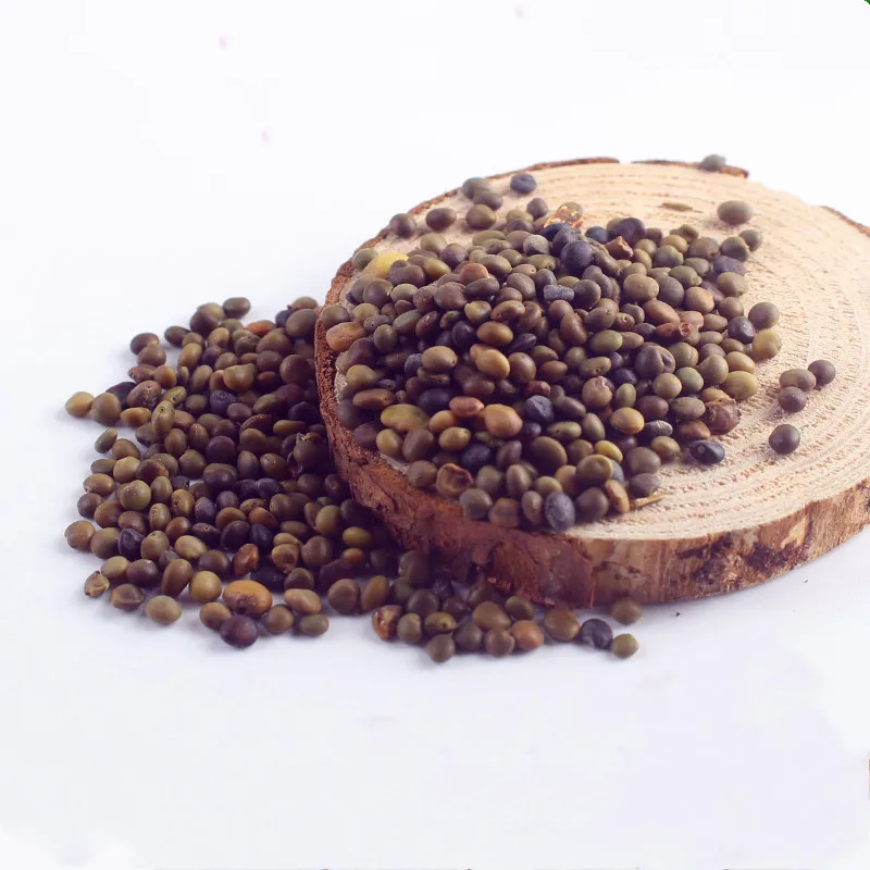 Семена солодки с высоким коэффициентом проращивания