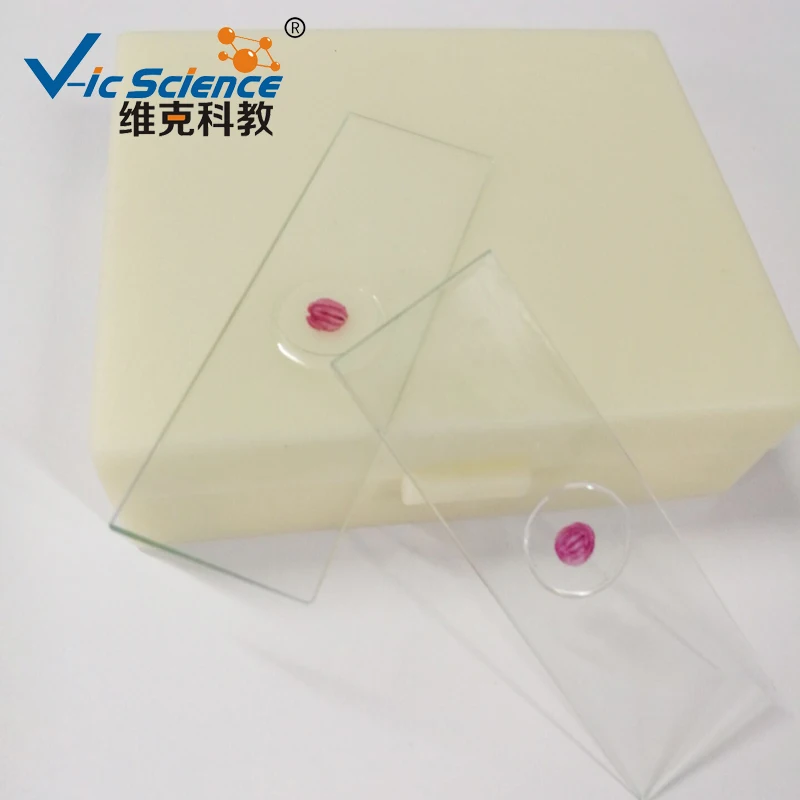 Cheap chick embryo slides prepared microscope slides