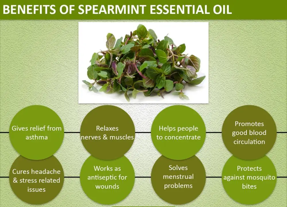 factory bulk wholesale 100% Pure natural food flavor chewing gum organic Spearmint oil with low price