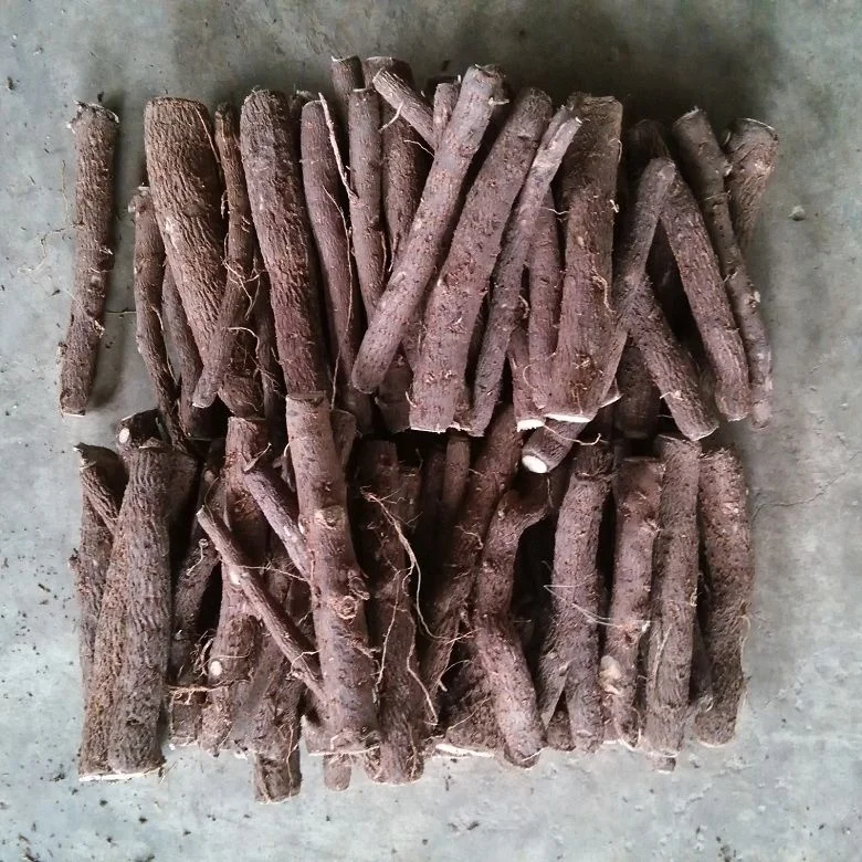 
 Самые быстрорастущие корни дерева пауловнии для улучшения окружающей среды  