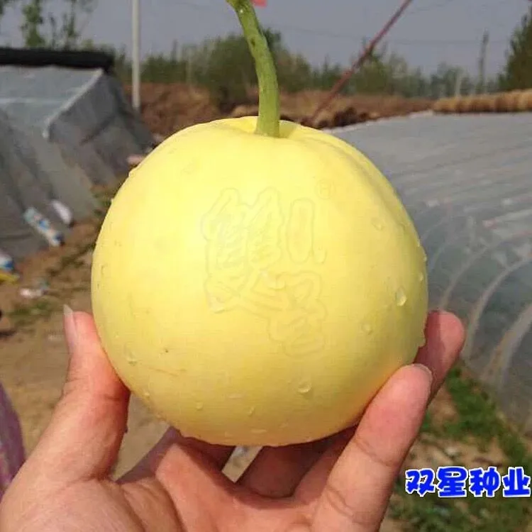 Sweet Girl 20 Chinese thin skin white hybrid melon seeds