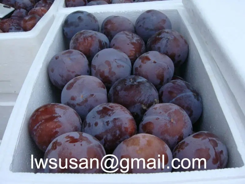
 Черная слива от shaanxi  