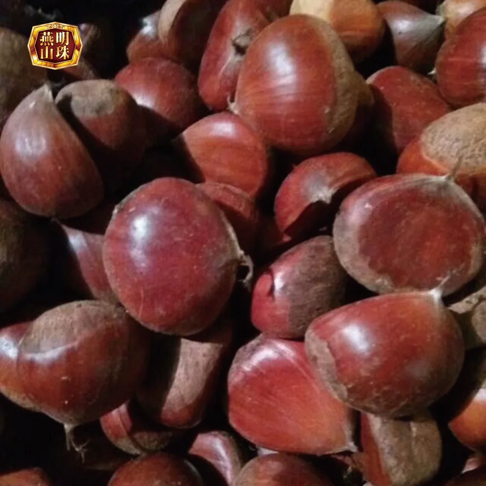 2020 Chinese Organic Hebei Origin Wholesale Harvesting Fresh Chestnuts