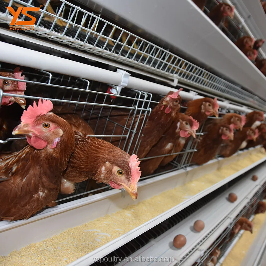 
A Type Automatic Chicken Layer Coop 