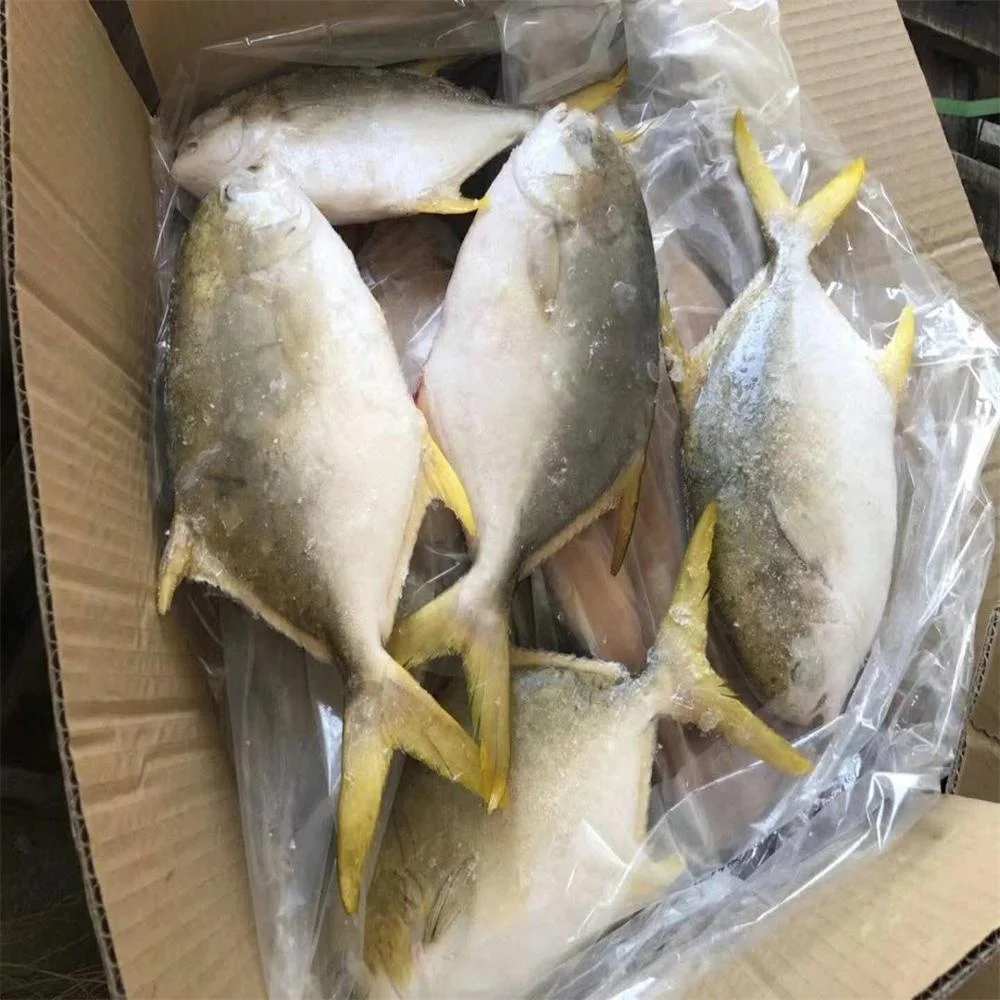 
Wholesale Frozen Golden Pompano/Golden Pomfret WR size 300-800g 
