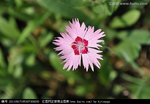 
Asian garden indoesnisa Feathered Pink seeds flower seeds for growing 