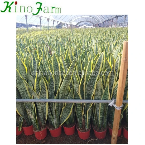 Wholesale Sansevieria Trifasciata Snake Plant