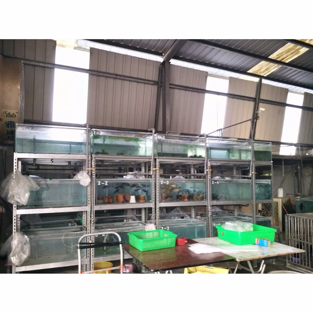 Hot Sale Ornamental Live Blood Parrot Fish