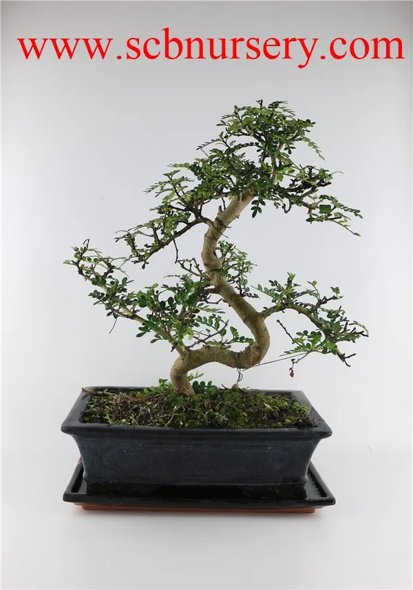 
Pepper tree indoor bonsai export wholesale 