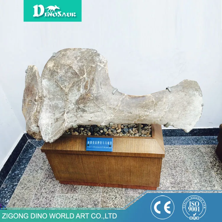 History Exhibits Museum Standard Dinosaur Egg Fossil