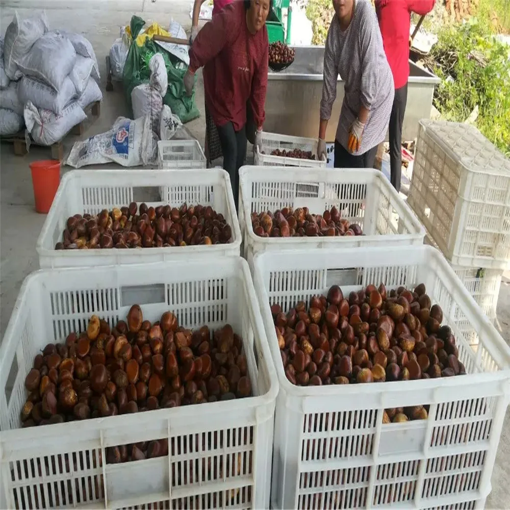  wholesale price chestnut
