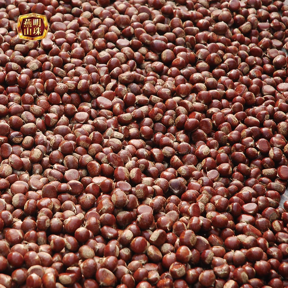 2020 Chinese Organic Hebei Origin Wholesale Harvesting Fresh Chestnuts