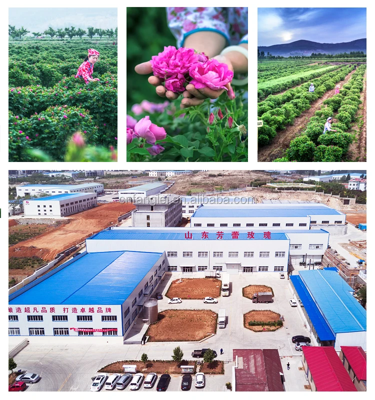 High Quality Organic Plant Essential Oil Skin Care Rose Essence Oil