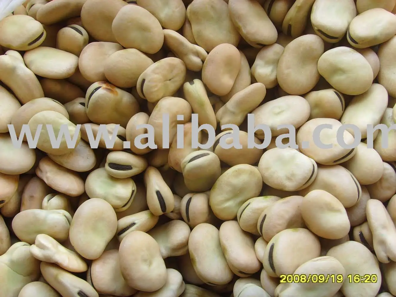 Broad Beans;fava bean