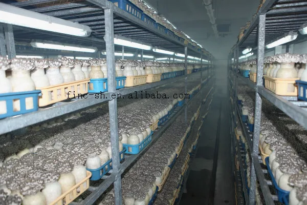 
Finc fresh shimeji white mushroom/ cultivated mushrooms 