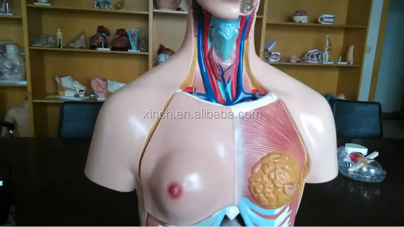85CM Unisex Human Anatomical Torso Model With 23 Parts (XC-204)