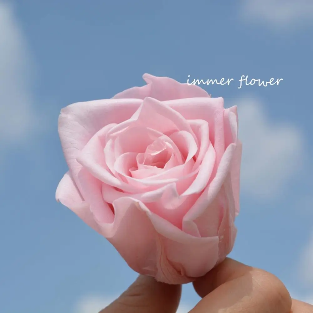 Real ecuador preserve rose fresh cut flower eternal rose from Yunnan Sennka