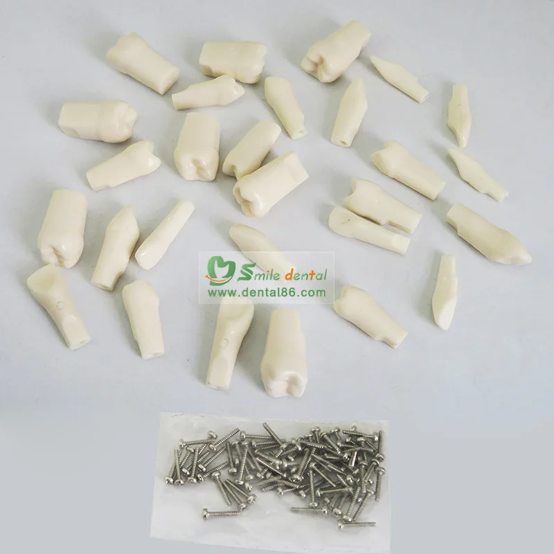 dental teeth/dental study model/Permanent Teeth with Straight Roots