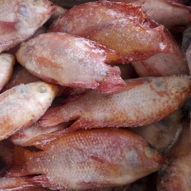
fresh frozen red tilapia fish 