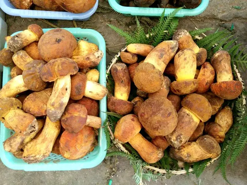 
Detan Wild Boletus Rare Edible Mushroom 