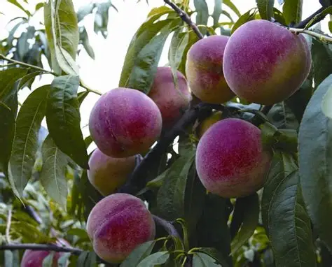 Супер сладкие и сочные фруктовые деревья с медом и персиком