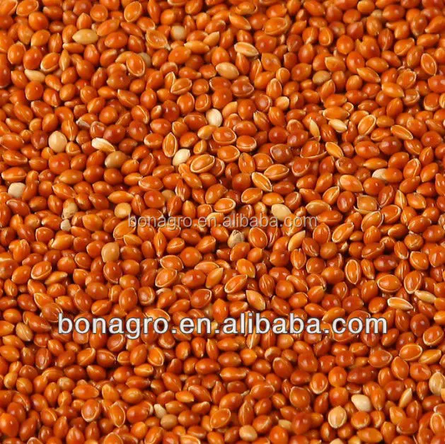 
 Красная Кукуруза проса  