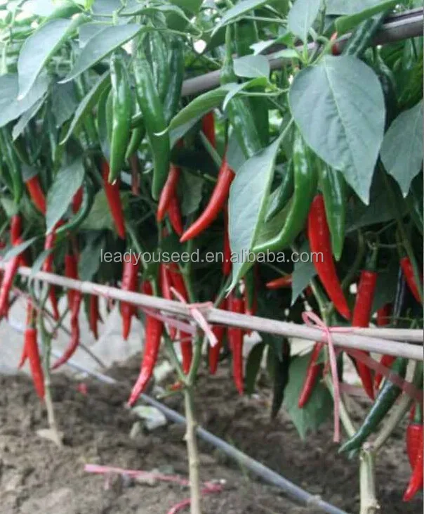 
P27 Lamei f1 hybrid spicy dark green pepper seeds different types of seed 