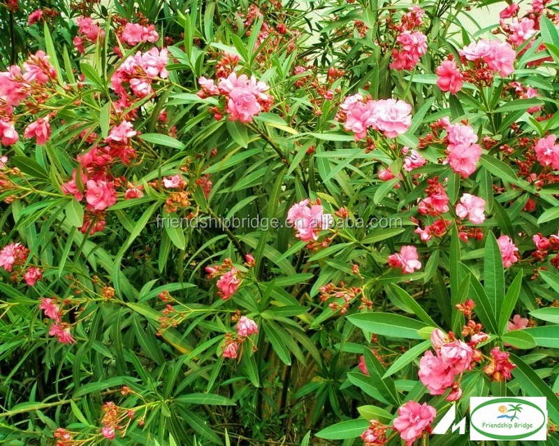 Цветущий нериум индиум Милли наружного ландшафтного дизайна, декоративные растения