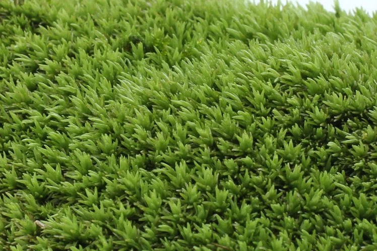 Micro-landscape fresh moss ecological bottle accessories material