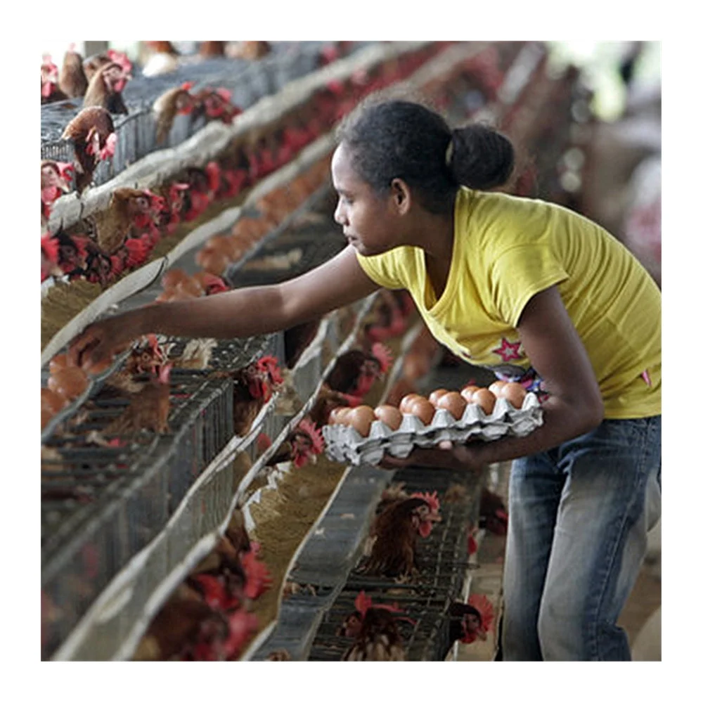 galvanized hot selling products for kenya metal chicken nest box