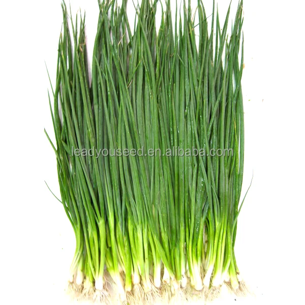 
SH01 Liansheng small green onion seeds, op shallot seeds 