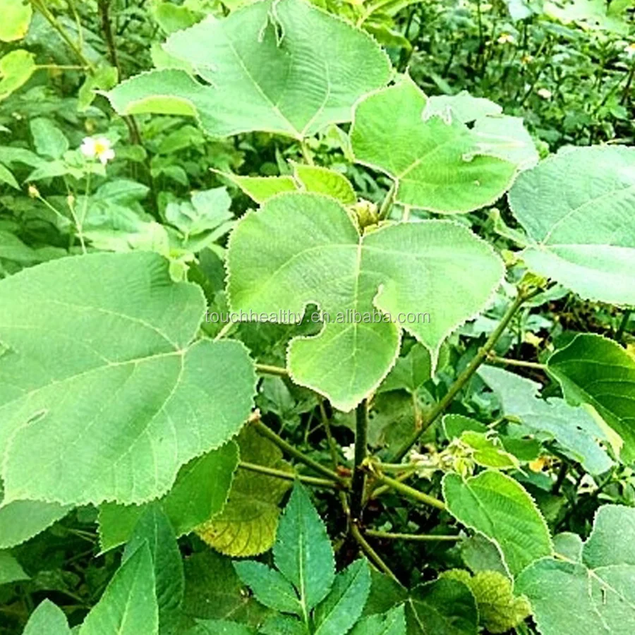 2021 семена бруссонетии папириферы/семена бумаги тутового шелкопряда/семена дерева