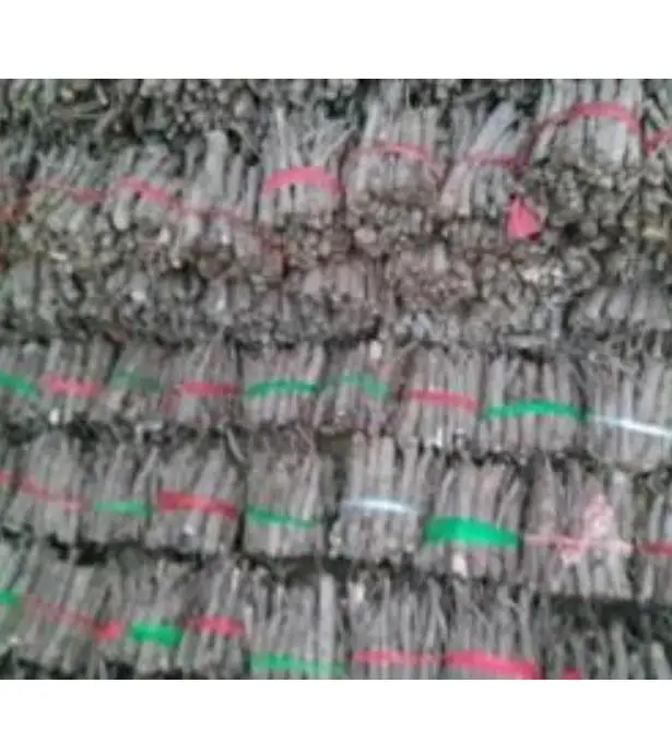 
Fresh live paulownia elongata tree roots segments 