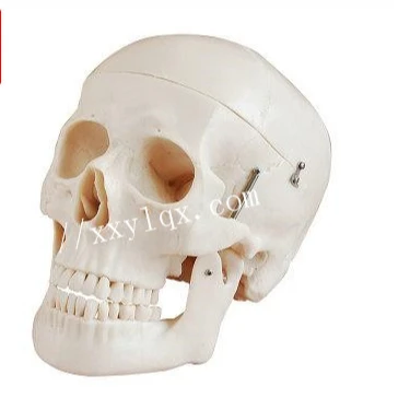 human anatomy type model Life-size Human Plastic Skull Model