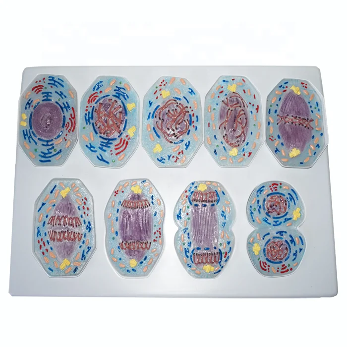 9 PCS Plastic Animal Cell Mitosis Model